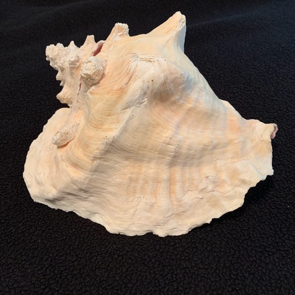Other - Large conch shell
